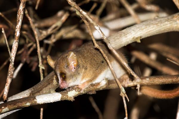 10 najmniejszych naczelnych na świecie - lemur myszy Berthe