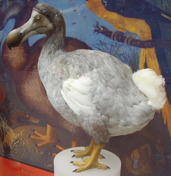 Dlaczego dodo wymarło?  -Charakterystyka