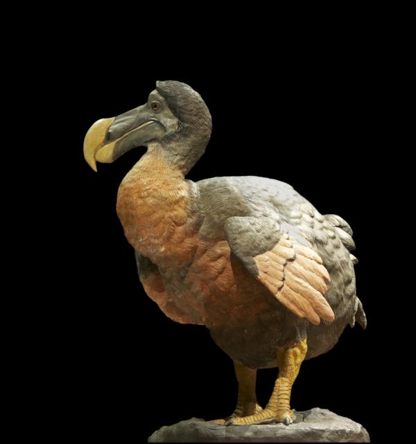 Dlaczego dodo wymarło?  - Wyginięcie 