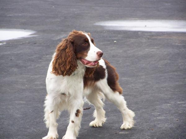 5 ras psów kompatybilnych z Labradorem - Springer Spaniel Angielski