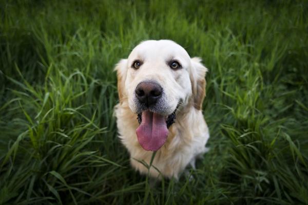 5 ras psów kompatybilnych z labradorem - Golden retriever