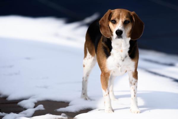 5 ras psów kompatybilnych z Labradorem - Beagle
