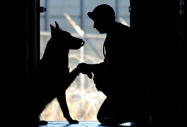 10 rzeczy, których uczą nas psy - 10. Lojalność i rzetelność są dla nich źródłem szacunku 