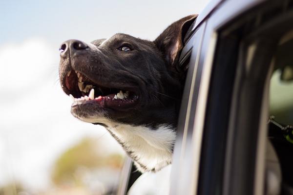 10 rzeczy, których uczą nas psy - 7. Żyją pełnią życia 