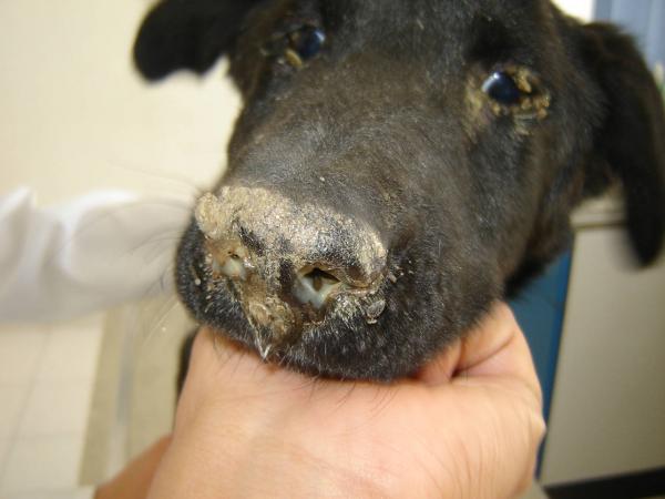 5 najgroźniejszych chorób psów i ich objawy - 2. Nosówka