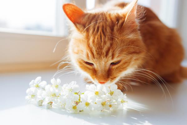 7 umiejętności kota, które Cię zaskoczą - 7. Uprzywilejowany słuch i zapach 