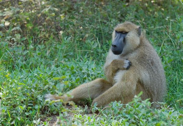 Rodzaje małp i ich imiona - Klasyfikacja Simiiformes infraorder
