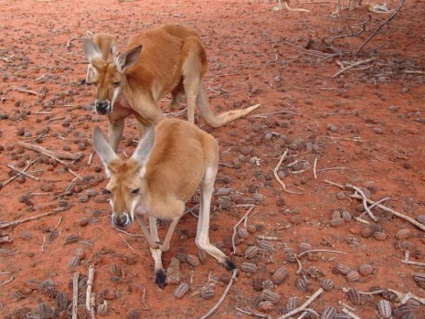 Top 10 zwierząt, które skaczą najwyżej – kangur rudy, porusza się skacząc 