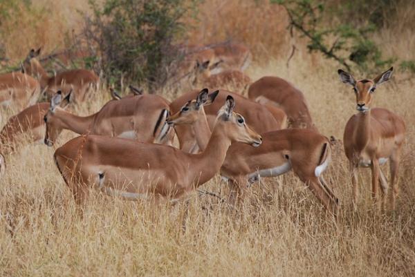 Top 10 zwierząt, które skaczą najwyżej - Impala, do 4 metrów wysokości 