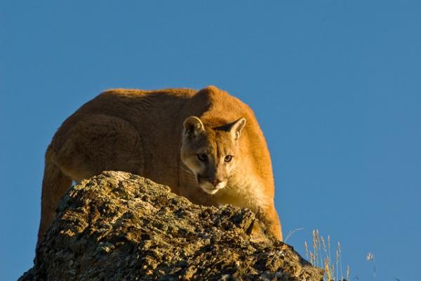 10 zwierząt, które skaczą najwyżej - Puma, może osiągnąć 5 metrów wysokości 