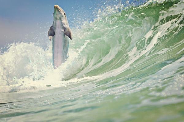10 zwierząt, które skaczą najwyżej - Delfin, jeden z najlepszych skoczków