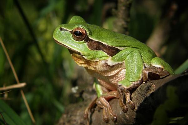 Top 10 zwierząt, które skaczą najwyżej — żaba drzewna, skaczą 150 razy więcej niż ich rozmiar