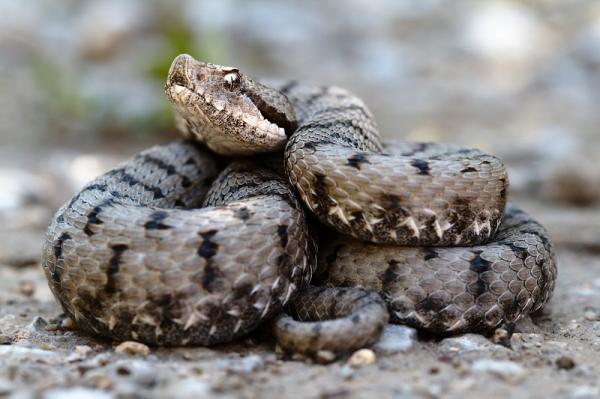 5 gatunków jadowitych węży w Hiszpanii - 1. Vipera aspis - przerażająca żmija pirenejska 