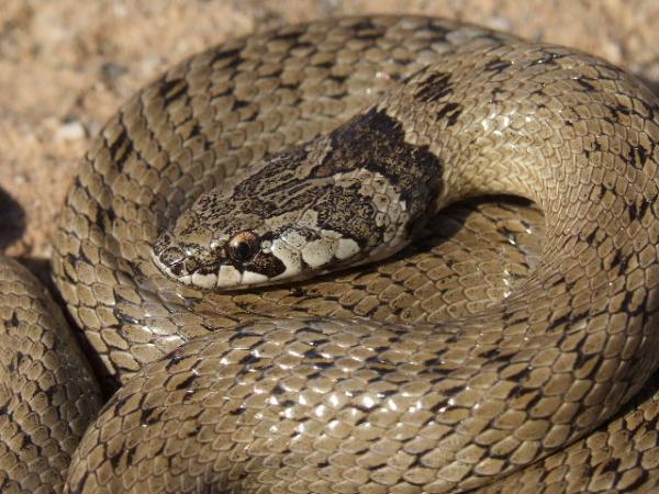 5 gatunków jadowitych węży w Hiszpanii - 5. Macroprotodon cucullatus - Wąż cogulla