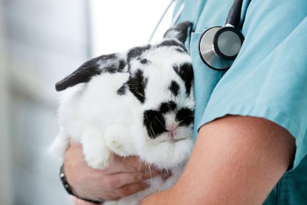 Grzybica u królików - Zarażanie i leczenie - Diagnostyka i leczenie grzybicy u królików