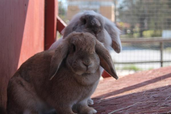 Grzybica u królików - Zakażenie i leczenie - Zakażenie grzybicy u królików