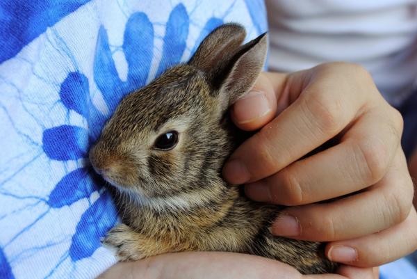 Grzybica u królików - Zarażanie i leczenie - Co to jest grzybica