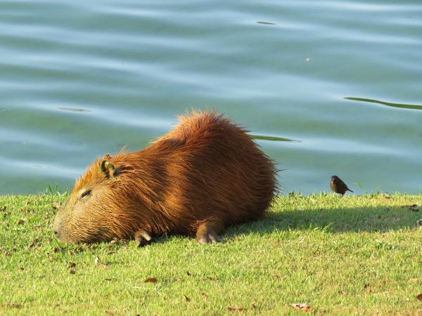 Największe gryzonie na świecie - Kapibara lub kapibara