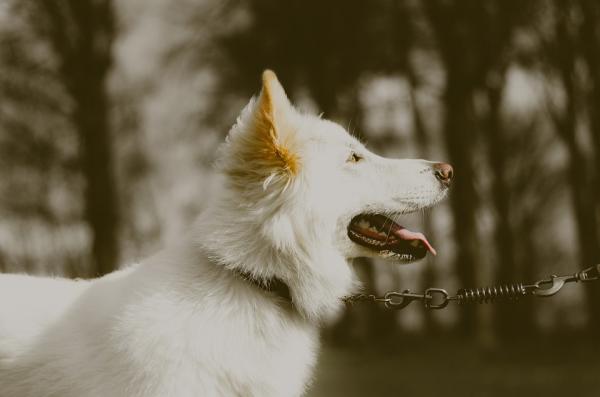 Charakterystyka psów albinosów - Charakterystyka psów albinosów