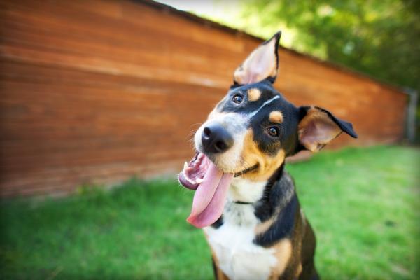 Fioletowy język u psów - Objawy i przyczyny - Zmiana koloru języka u psów