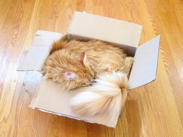 Dlaczego koty lubią pudełka?  - Nie lubisz swojego łóżka?