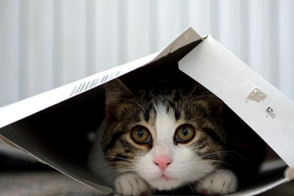 Dlaczego koty lubią pudełka?  - 6 powodów, dla których koty lubią pudełka: