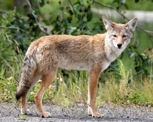 Zwierzęta podobne do lisów - Kojot (Canis latrans)
