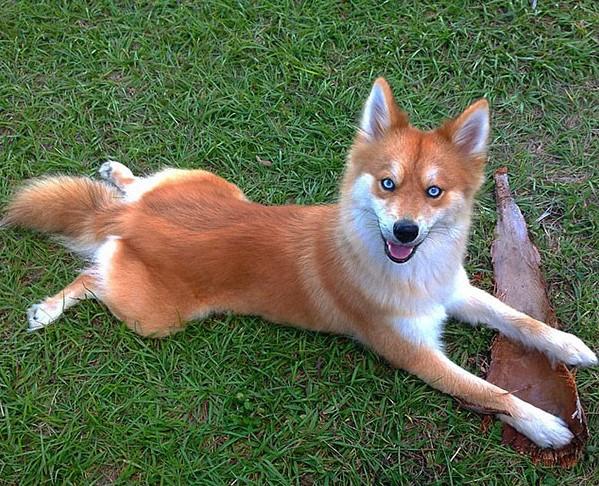 Zwierzęta lisopodobne - pies hybrydowy Pomsky, Pomeranian i husky