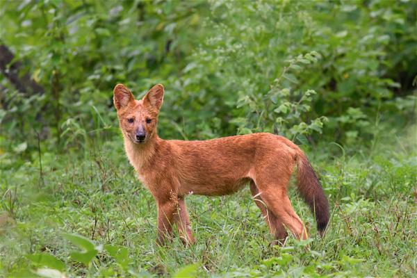 Zwierzęta lisopodobne - azjatycki dziki pies (Cuon alpinus)