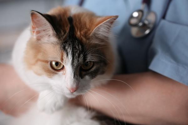 Chłoniak u kotów - przyczyny, objawy i leczenie - Leczenie chłoniaka u kotów