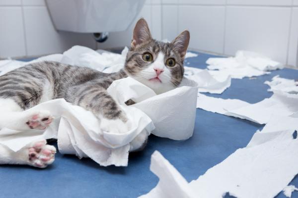 Dlaczego mój kot towarzyszy mi w łazience?  - Nowe zabawki 