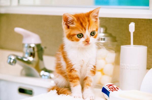 Dlaczego mój kot towarzyszy mi w łazience?  - Uważaj na środki czystości i kosmetyki w łazience