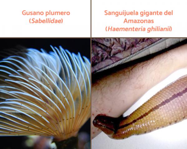 Królestwo zwierząt: klasyfikacja, charakterystyka i przykłady - Pierścieckowate (Phylum Annelida)