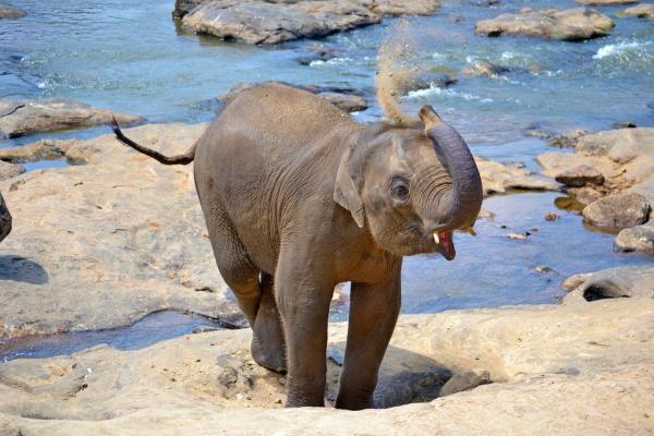 Jak długo trwa ciąża słonia - ciąża słonia?