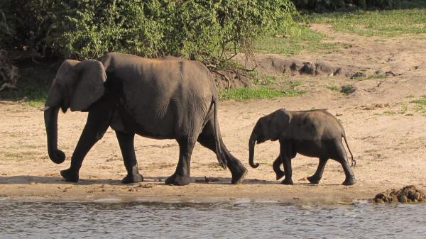 Jak długo trwa ciąża słonia - Ciekawostki dotyczące ciąży słonia