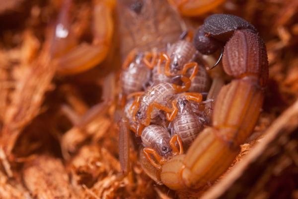 Charakterystyka skorpionów lub skorpionów - Inne ciekawostki skorpionów