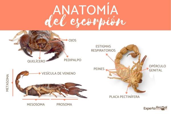 Charakterystyka skorpionów lub skorpionów - Anatomia skorpiona lub skorpiona
