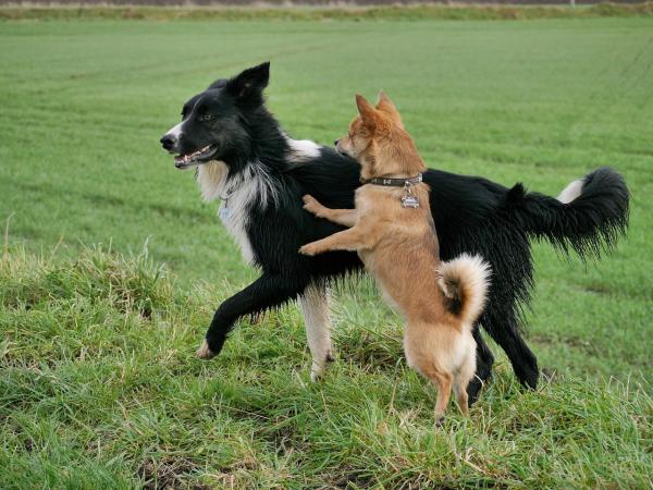 Dlaczego psy poruszają ogonami?  - Bycie czujnym lub niezdecydowanym