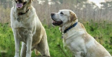 5 ras psow kompatybilnych z labradorem