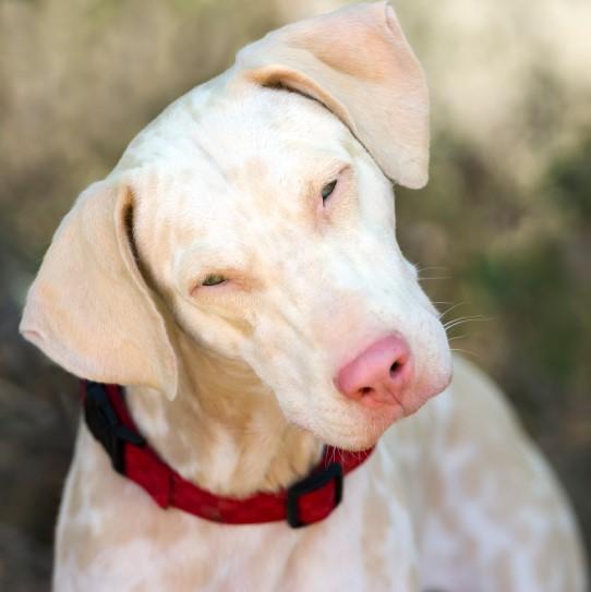 Charakterystyka psow albinosow