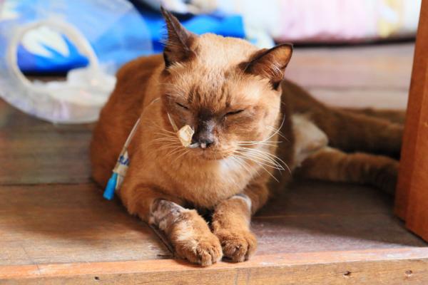 Chloniak u kotow przyczyny objawy i leczenie