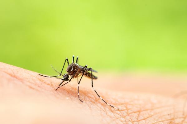 Co jedza komary