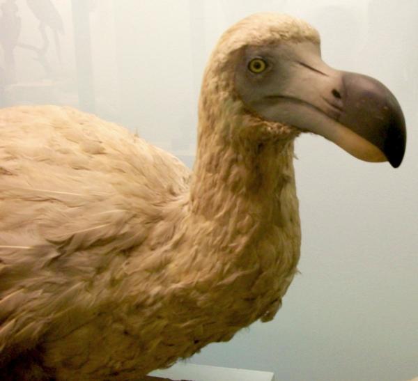 Dlaczego dodo wymarlo