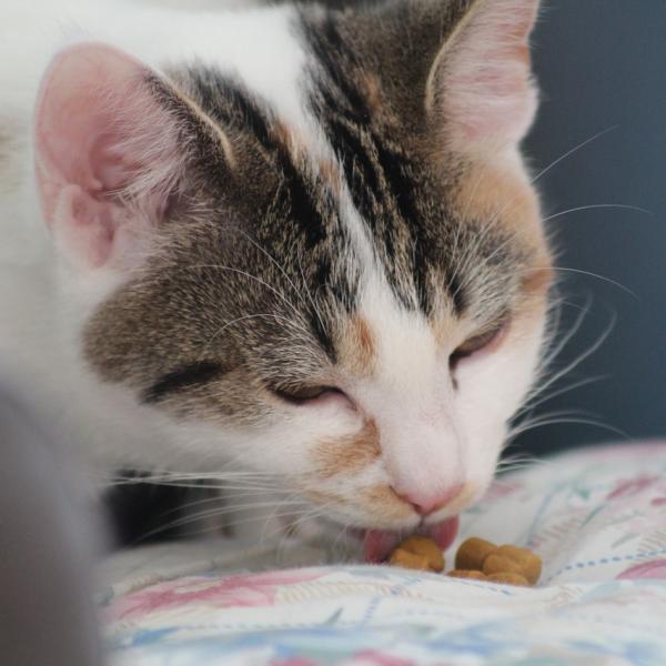 Dlaczego koty zakrywaja jedzenie