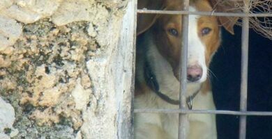 Gdzie moge adoptowac psa w Asturii