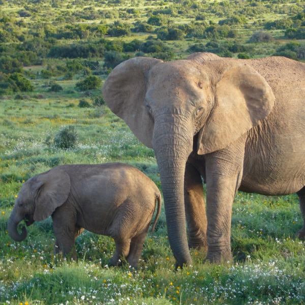 Jak dlugo trwa ciaza slonia