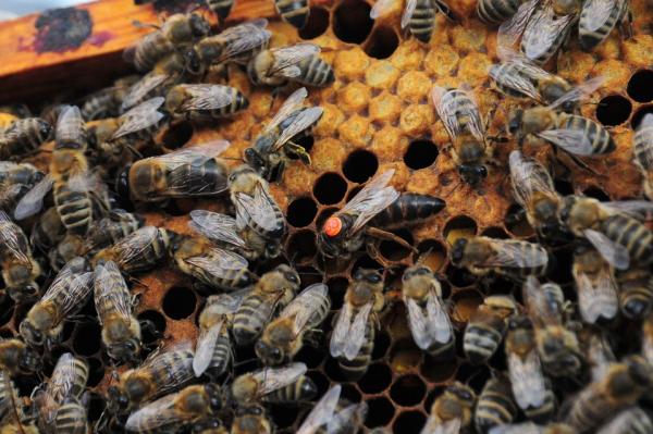 Jak pszczola zostaje krolowa