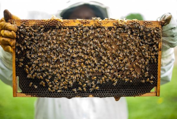 Jak zrobic ul pszczeli