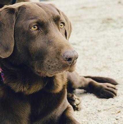 Labradory i otylosc przyczyny i leczenie