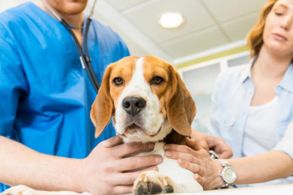 Niewydolnosc watroby u psow objawy i leczenie